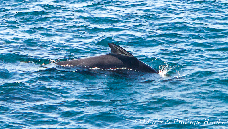 Globicephale 1632.jpg - Globicéphale durant la traversée en ferry de Lodingen à Bognes (Vestfjorden, Norvège, juin 2012)